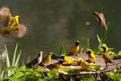 4 Day Garden Route Tour from CapeTown Small Group Hiking and Game