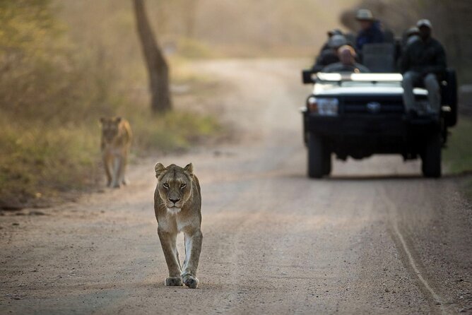 4 Day Greater Kruger Kapama Game Lodge Safari with Panorama Route Journey - Key details to know before booking