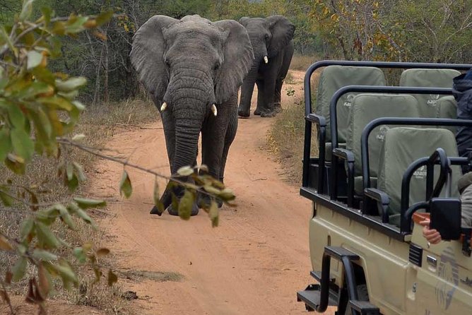 4 Day Greater Kruger Kapama Game Lodge Safari with Panorama Route Journey - Day two: early safari, bush walking, and free lodge time