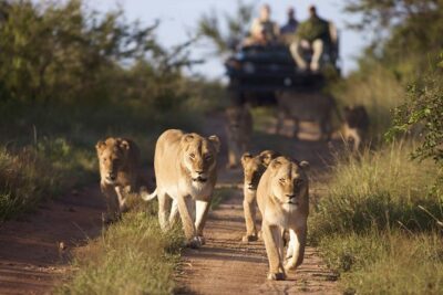 4 Day Greater Kruger Kapama Game Lodge Safari with Panorama Route Journey