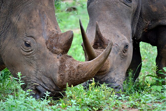 4-Day Hluhluwe Imfolozi and St Lucia Safari from Durban - Key points at a glance