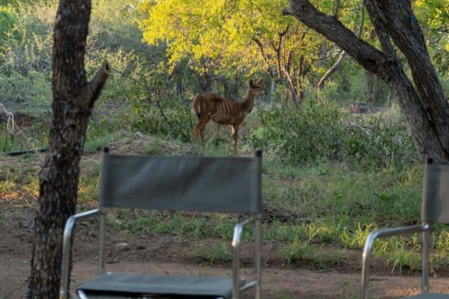 4 Day Kruger Glamping Budget Adventure - The trip at a glance