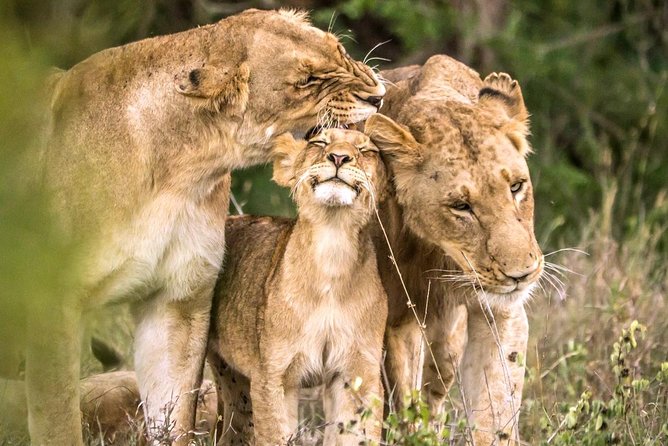 4 Day Kruger National Park and Panorama Route Safari - The lodge: useful comfort, not safari luxury