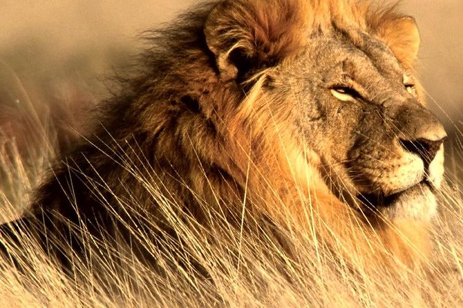 4 Day Kruger National Park and Panorama Route Safari - Day 4 gives you one final safari decision