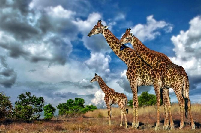 4 Day Kruger National Park and Panorama Route Safari - Is $742.91 good value?