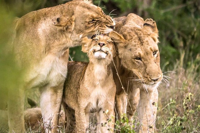 4-Day Kruger National Park & Panorama Route Tented Safari - Why this four-day safari offers good value