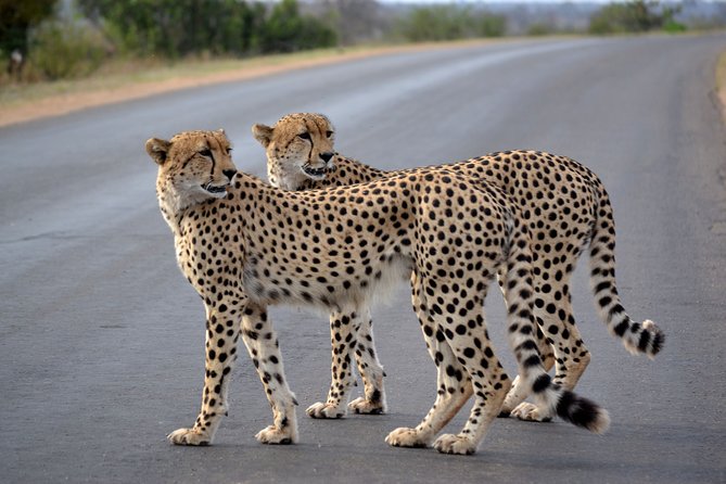 4-Day Kruger National Park Safari from Johannesburg - Why this private Kruger trip is appealing