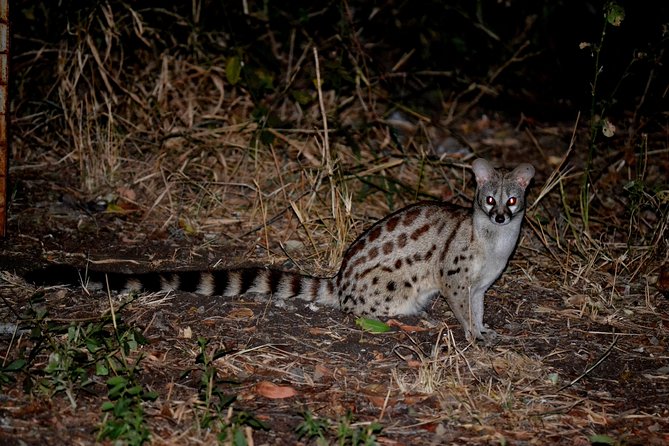 4-Day Kruger National Park Safari from Johannesburg - Day two: a full day of wildlife and rest