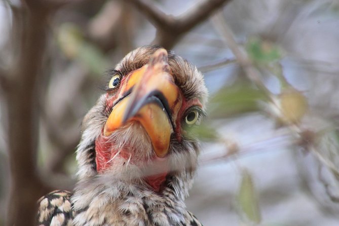 4 Day Kruger National Park Tour - Day four: reading tracks before the road back
