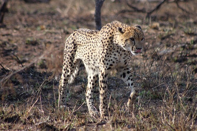 4 Day Kruger National Park Tour - Food, guides, and the personal feel