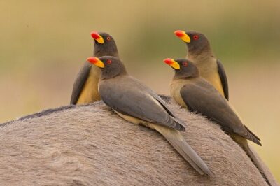 4 Day Private Garden Route Safari from Cape Town
