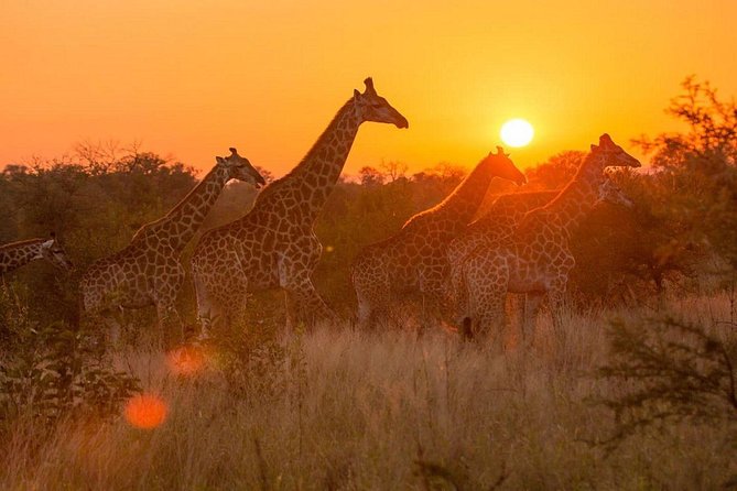 4-day Soweto & Pretoria, Lion Park, Magalies/Pilanesberg Safari - Why this four-day route works