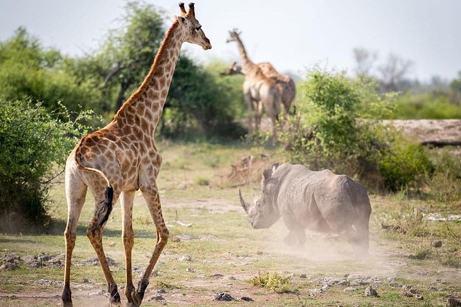 4-day Soweto & Pretoria, Lion Park, Magalies/Pilanesberg Safari - Day three: Rhino and Lion Nature Reserve