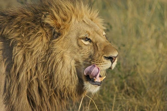 4-day Soweto & Pretoria, Lion Park, Magalies/Pilanesberg Safari - Day four: choose between Pilanesberg wildlife and Magaliesberg action