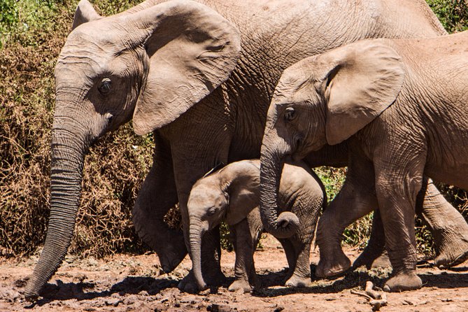 4 days Kruger Park Big 5 Safari and Awesome Panorama Route - Day 4: One last drive and the road to Johannesburg