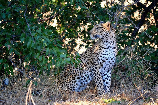 4 Night Kruger safari and Blyde Canyon - Day 2: A full safari day and sunset in an open vehicle