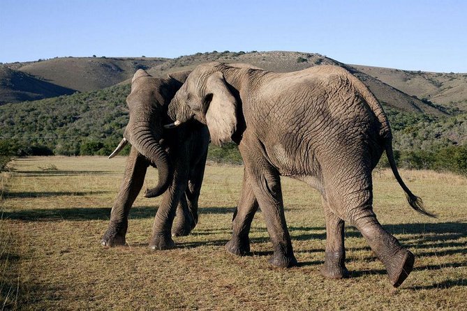 5 Day Cape to Addo Safari - Garden Route Small Group Tour - Why this five-day route works