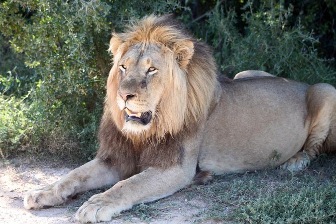 5 Day Cape to Addo Safari - Garden Route Small Group Tour - Day 3: Monkeyland, Bloukrans, Tsitsikamma, and Jeffreys Bay