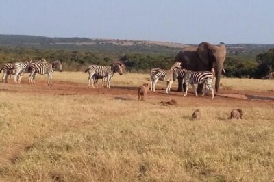 5 Day Cape to Addo Safari – Garden Route Small Group Tour