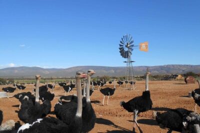 5 Day Garden Route and Addo Safari – Best of South Africa Small Group Tour