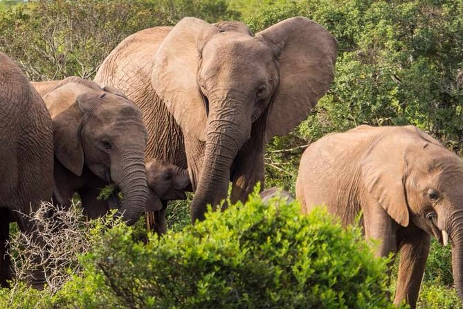 5 Day Garden Route and Addo Safari - Best of South Africa Small Group Tour - Accommodation choices and what you actually get