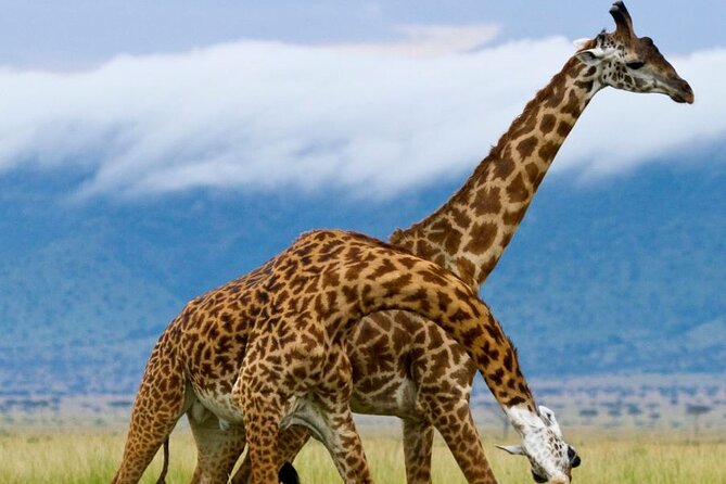 5 Day Garden Route Small Group Tour Fr CapeTown - Departs Mondays - Day 1: Route 62, Outeniqua Pass, and the road to Knysna