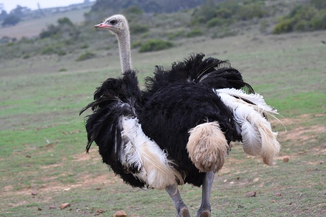 5 Day Garden Route Tour and Addo Elephant National Park - Day 4: Returning west for a private reserve safari