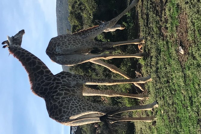 5 Day Garden Route Tour and Addo Elephant National Park - Guides, accommodation, and group size