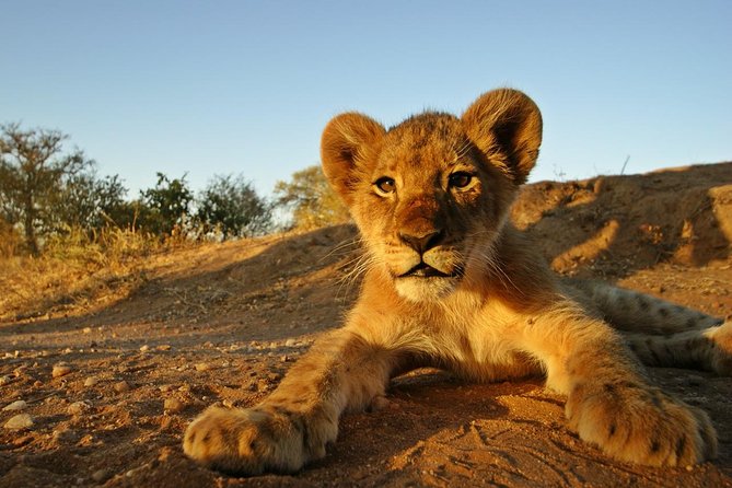 5 Day Kruger National Park and Panorama Route Safari - Day 3: Gods Window and the Blyde River Canyon