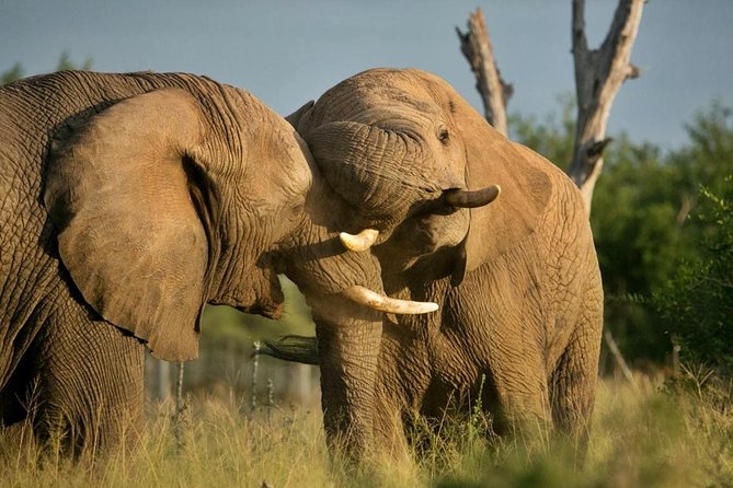 5 Day Kruger National Park and Panorama Route Safari - Accommodation, food, and daily comfort
