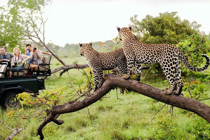 5 Day Kruger National Park and Panorama Route Safari - Day 2: A full day in the Skukuza area
