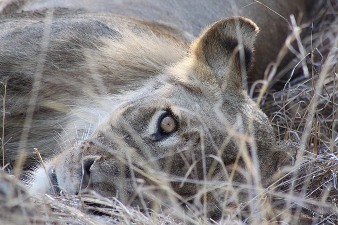 5 Day Kruger National Park tour - Day two: a full Kruger drive through Orpen Gate