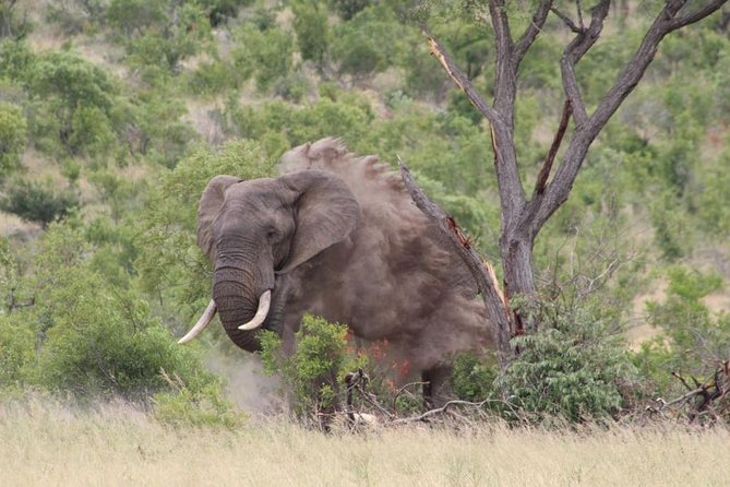 5Days Blyde River Canyon and Kruger National Park Overnight Tour and Safaris - Why five days works better for Kruger