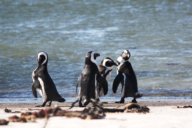 6-Day Garden Route & Addo South African Adventure from Cape Town - Day 4: Tsitsikamma and the world’s highest bridge bungee