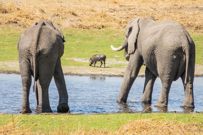 6 Hour Pilanesberg Open Vehicle Safari from Johannesburg - Key points to know before booking