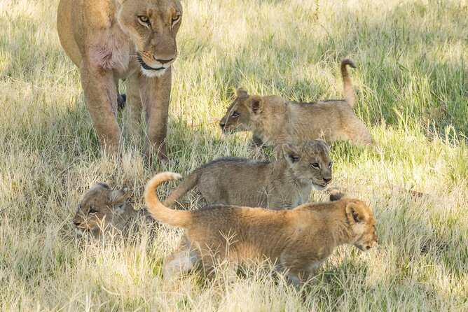 6 Hour Pilanesberg Open Vehicle Safari from Johannesburg - Why Pilanesberg works for a Johannesburg day trip