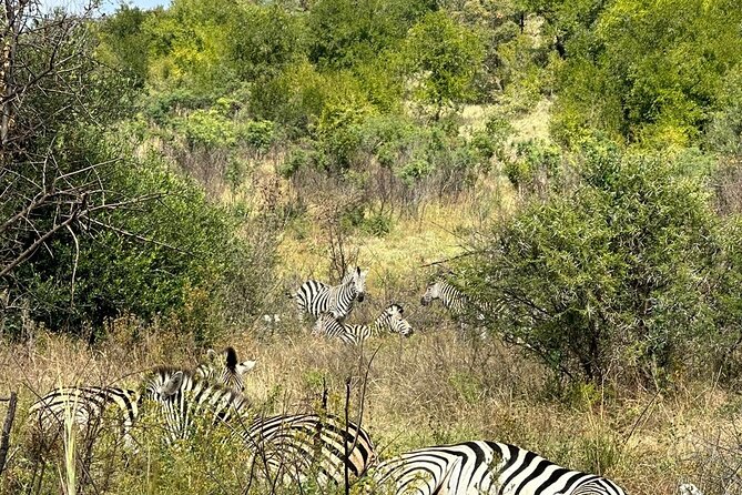 6 Hour Pilanesberg Open Vehicle Safari from Johannesburg - What the open 4X4 game drive is like