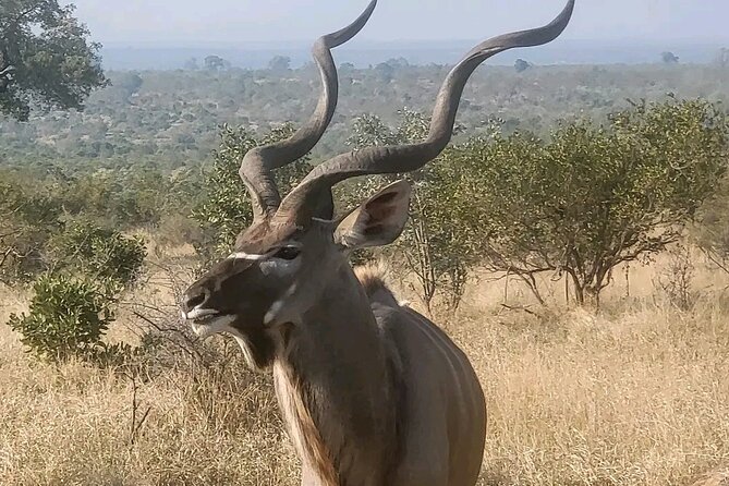 6 Hour Pilanesberg Open Vehicle Safari from Johannesburg - The return to Johannesburg