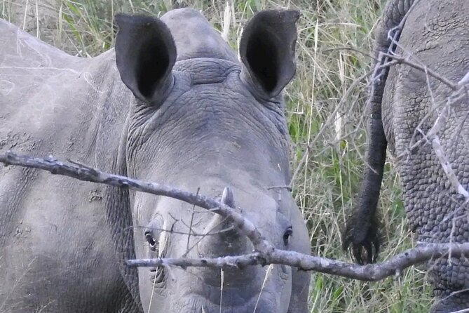 6 Hour Pilanesberg Open Vehicle Safari from Johannesburg - Who will enjoy this safari most