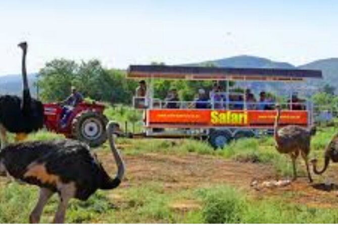 7- 10 Days Tour Package Cape Town and Garden Route - Day 5: Cango Caves, wildlife, and ostriches