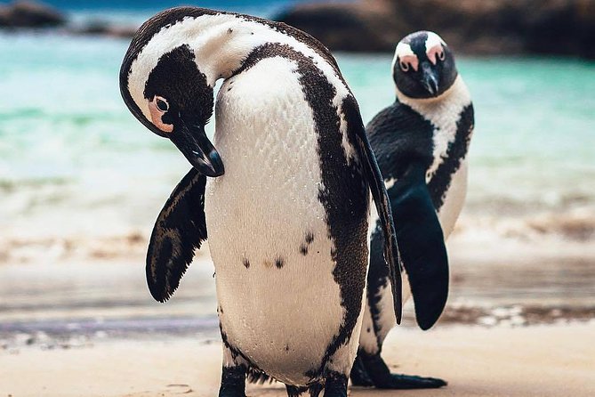 7-day Cape Town, Winelands, Garden Route and Addo National Park - What $1,990 buys you over seven days