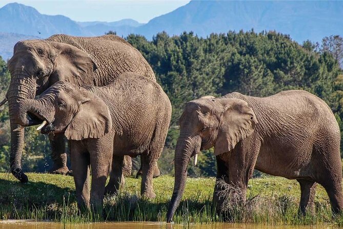 7-Day Garden Route Safari Adventure from Cape Town - The key points at a glance
