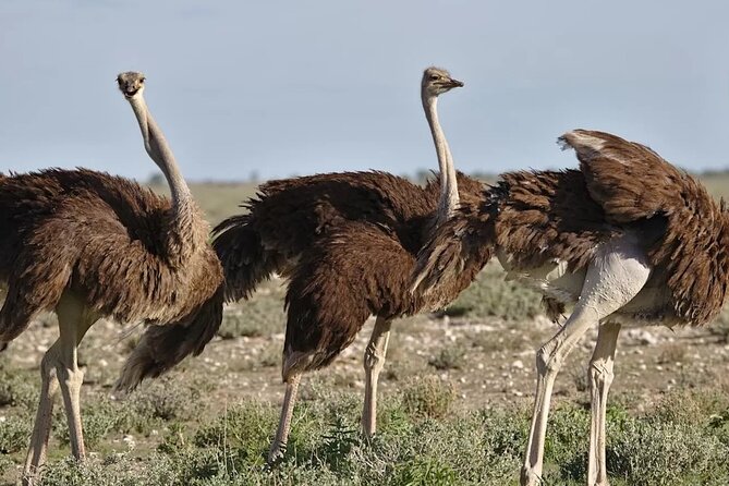 7-Day Garden Route Safari Adventure from Cape Town - What the $616.25 price really buys you