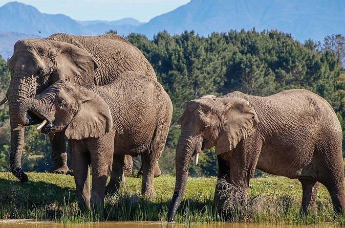 7-Day Garden Route Safari Adventure from Cape Town - Day 3: George railway history and the Cango Caves