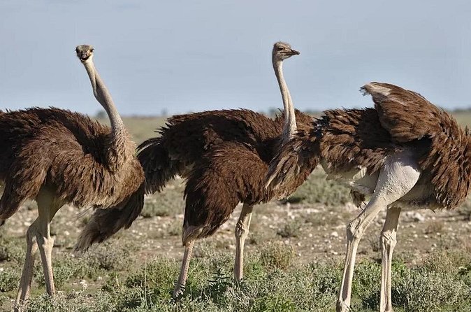 7-Day Garden Route Safari Adventure from Cape Town - Day 5: Knysna Heads, wild cats, and Birds of Eden