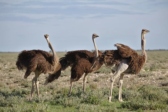7-Day Garden Route Safari Adventure from Cape Town - Day 1: Cape Town to Wilderness and the George or Mossel Bay area