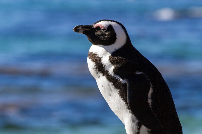 7 Day Garden Route to Addo, Cape Point and Winelands Combo tour - Choosing between dorm, comfort, and luxury