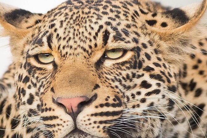 9 day Luxury Kruger Park Safari & Cape Town Tour - Key points to know before booking