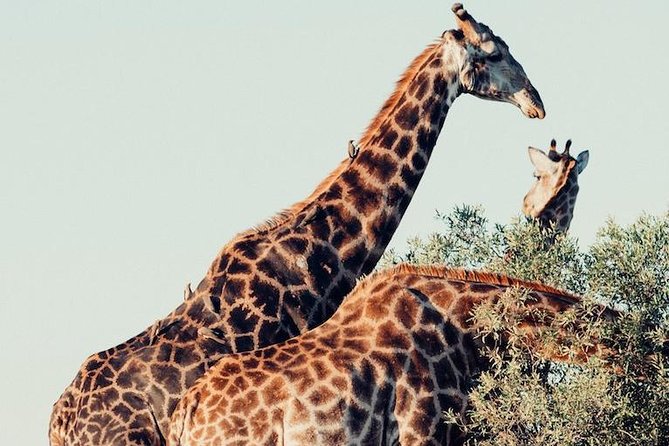 9 day Luxury Kruger Park Safari & Cape Town Tour - The big picture: a busy route with good coverage
