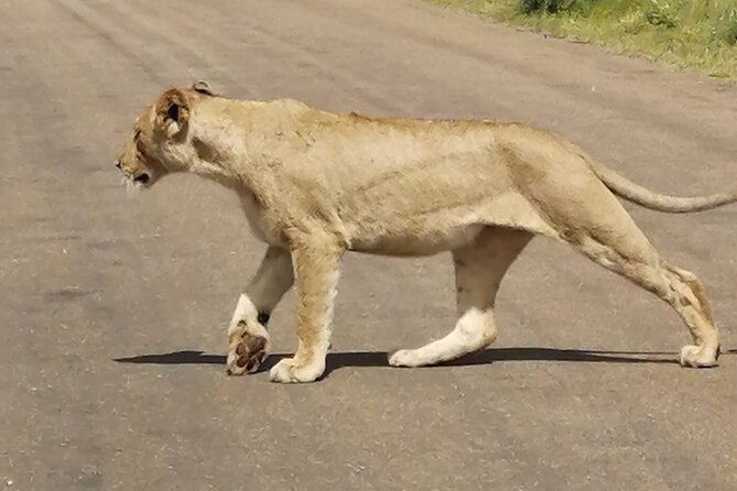 9 day Luxury Kruger Park Safari & Cape Town Tour - Days 3 and 4: two serious days in Kruger